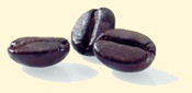 Coffea-Canephora